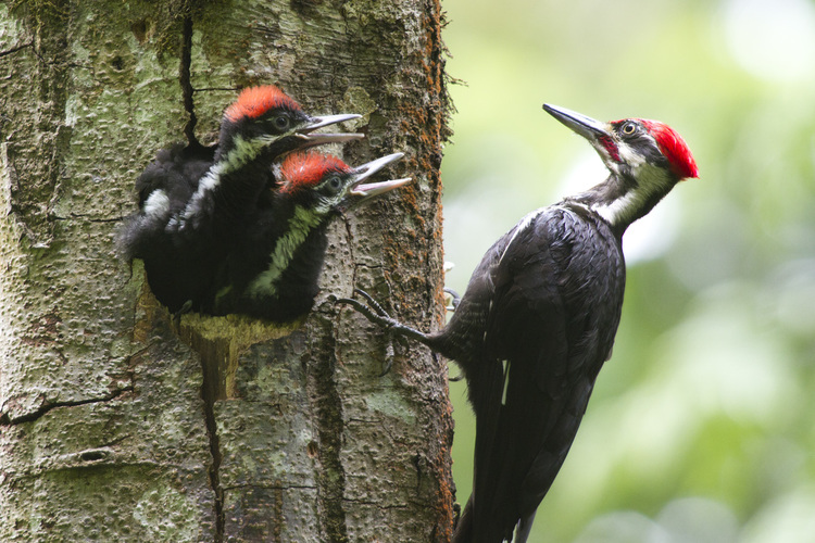 How can you attract a pileated woodpecker?